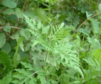 Ambrosia artemisiifolia L.