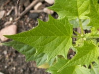 Chenopodium hybridum L.