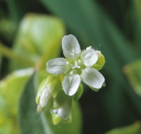 Claytonia perfoliata Willd.