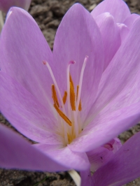 Colchicum autumnale L.