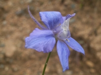 Consolida hispanica (Costa) Greuter & Burdet