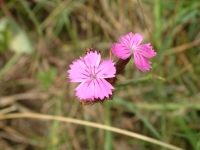 Dianthus carthusianorum L.