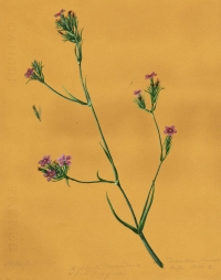 Dianthus armeria L.