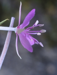 Epilobium dodonaei Vill.