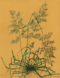 Eragrostis cilianensis (All.) Janch.