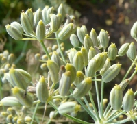 Foeniculum vulgare Mill.