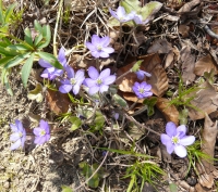 Hepatica nobilis Schreb.