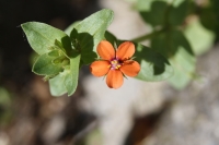Anagallis arvensis L.