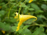 Impatiens noli-tangere L.