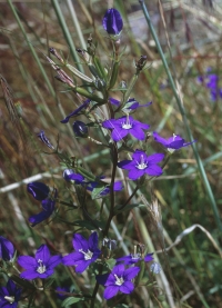 Legousia speculum-veneris (L.) Chaix