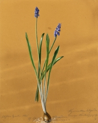 Muscari botryoides (L.) Mill.