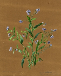 Myosotis scorpioides L.