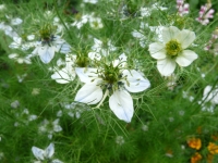 Nigella damascena L.