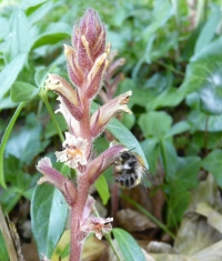 Orobanche hederae Vaucher ex Duby