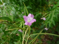Epilobium hirsutum L.
