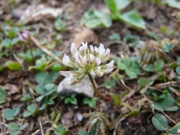 Trifolium repens L.
