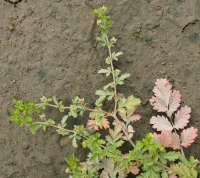 Potentilla supina L.