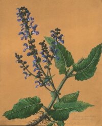 Salvia pratensis L.