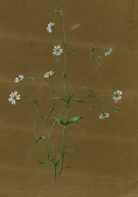 Stellaria graminea L.
