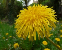 Taraxacum sect. Ruderalia Kirschner; H. Öllg. & Stepánek