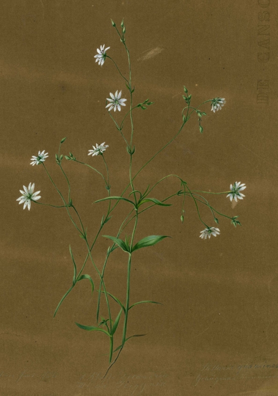 stellaria_graminea_kl_1179_2cce85.jpg