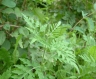 ambrosia_4_kl_683_61d4a4.jpg