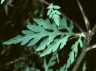 ambrosia_artemisifolia_f-ub_683_7ee181.jpg