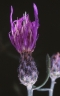 centaurea_stobe_micranthos_kb1985_kl_778_e8cb0d.jpg