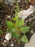 chenopodium_hybridum_138_9a9e37.jpg