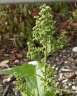 chenopodiumhybridum_bltstd2006hanauer_138_274cc0.jpg