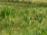 col_aut_2010bgfruehling_3411_164e37.jpg