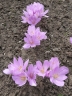 colchicum_3411_000017.jpg