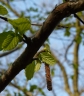 cor_ave2010bgbltn_169_e9e85e.jpg