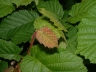 coy_001_cory_avell_garten_2005_019_169_5377ed.jpg