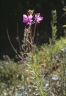 epil_dodonaei1990baumanntrieb_3340_87795f.jpg