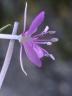 epil_dodonaei2003baumannblte_3340_2d4d17.jpg