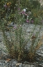 epil_dodonaei2003baumannpflanze_3340_65d045.jpg