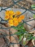erysimum_cheiri2009_2_857_cc85d7.jpg