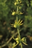 galium_tricornutum_fruchtend_kb_ausschnitt_3075_647296.jpg