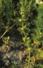 galium_tricornutum_kb_ausschnitt_3075_45b73a.jpg