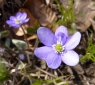 hep_nob2010bgblte_3749_1f1cb1.jpg