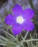 legousia_spec_venbaumann1993blte_339_dd3ba5.jpg