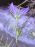 legousia_spec_venbaumann1993blteseitl_339_24c9bc.jpg