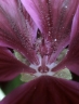 malva_sylvestris_mauretanica4_1530_09af37.jpg