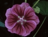 malva_sylvestris_mauretanica_bluete_1530_2815ae.jpg
