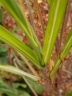 miscanthus_sinensis_2006_det_1587_d91865.jpg