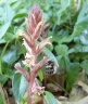 orobanche_hederae_3540_4caf8b.jpg