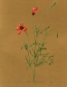 papaver_argemone_kl_3292_950cbf.jpg