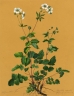 potentilla_rupestris_kl_2872_7078ed.jpg