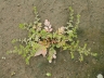 potentilla_supina_2006_hanauer_3171_373196.jpg